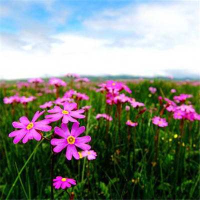 皇冠app下载安装免费下载截图